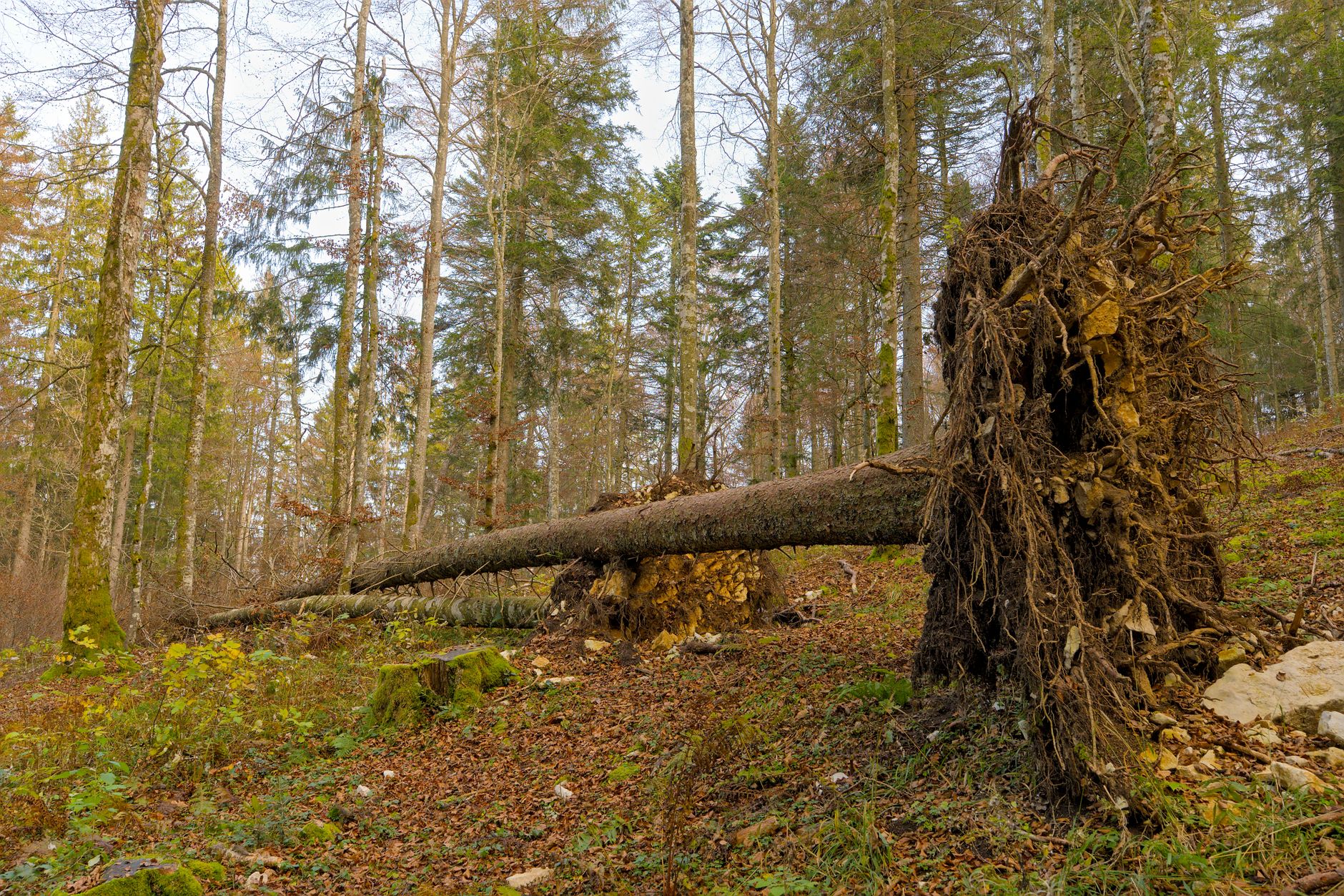 Enlèvement arbre urgence équipe à Castres